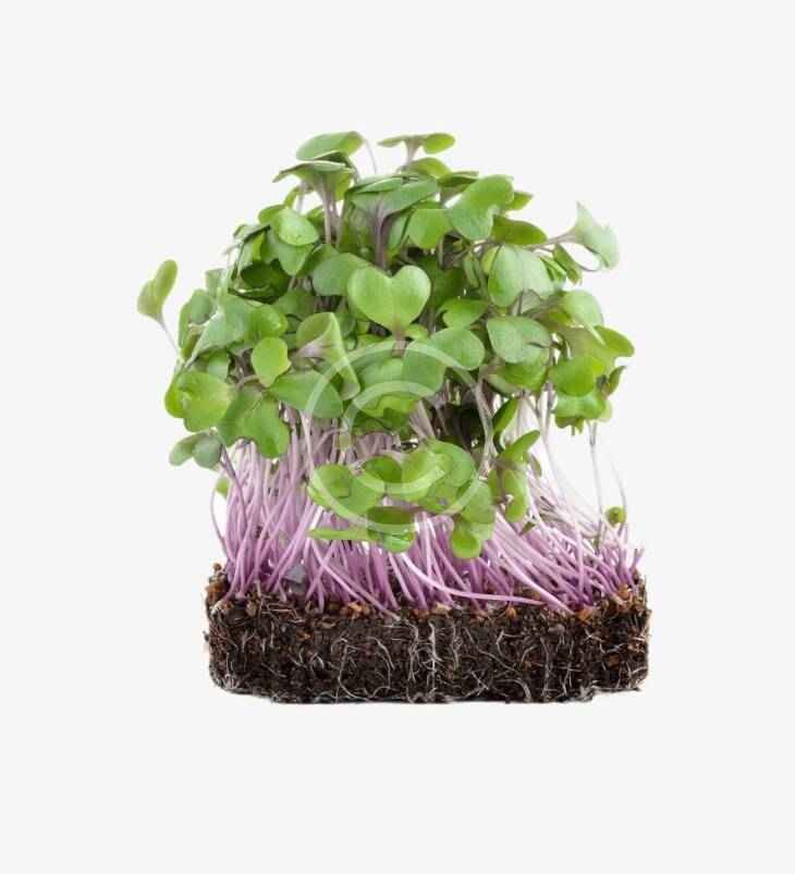 Purple radish sprouts - Imagen 2