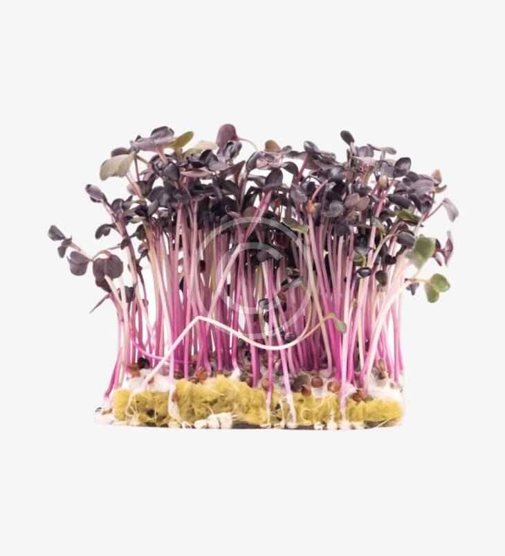 Sunflower microgreens - Imagen 3